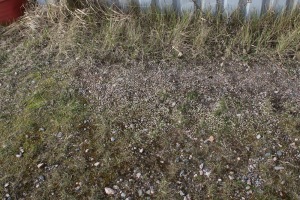 Kevätkynsimön kasvupaikka Riihimäellä