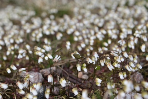Kevätkynsimö (Erophila verna)