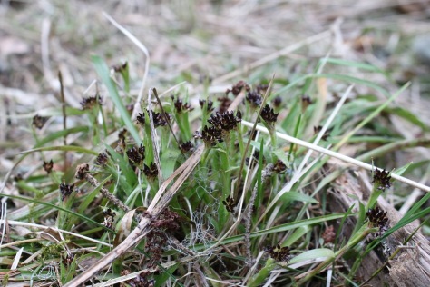Kevätpiippo (Luzula pilosa)